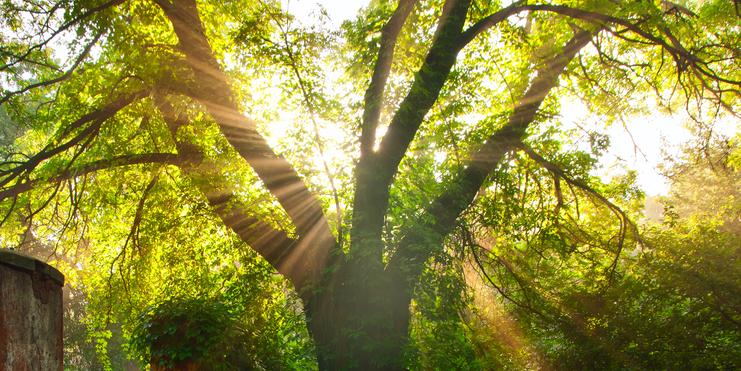 Sonneneinstrahlung durch ein Baumdach über verwilderte Säulen und grüne Vegetation in einer lichtdurchfluteten Umgebung.