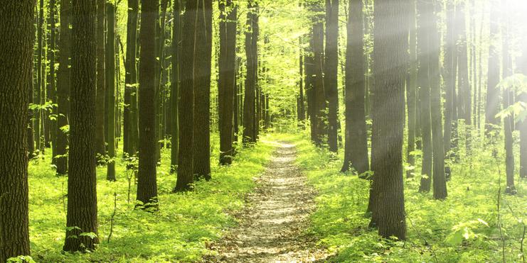 Schmaler Pfad zwischen hohen, grünen Bäumen auf einem sonnigen Waldboden mit frischem Gras und Laub.