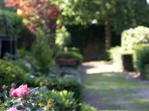 Rosenblüten in Pink vor einem grünen Gartenweg, umgeben von Bäumen und weiteren Pflanzen.