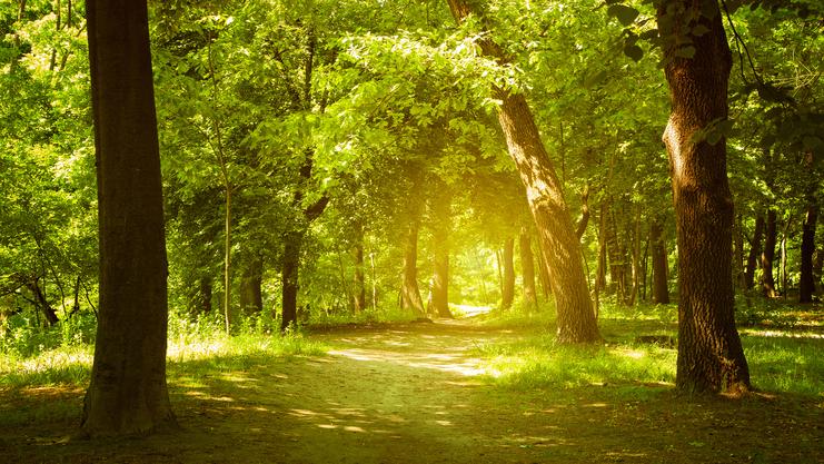 Sonnendurchfluteter Waldweg, umgeben von grünen Bäumen und üppigem Gras, im Hintergrund weiches Licht.