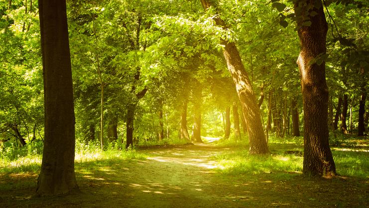 Sonnendurchfluteter Waldweg, umgeben von grünen Bäumen und üppigem Gras, im Hintergrund weiches Licht.
